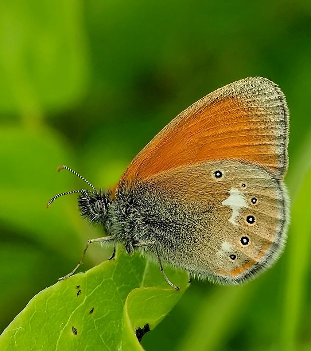 očkáň traslicový Coenonympha glycerion