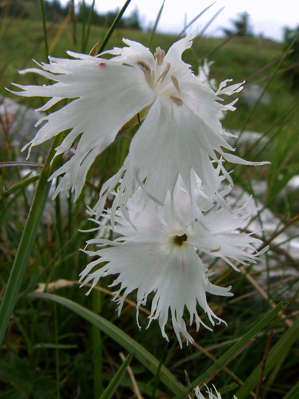 klinček včasný lumnitzerov Dianthus praecox subsp. lumnitzeri (Wiesb.) Kmeťová