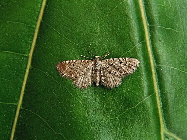 kvetnatka borievková   /   píďalička jalovcová Eupithecia intricata Zetterstedt, 1839