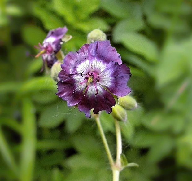 pakost hnedočervený Geranium phaeum L.