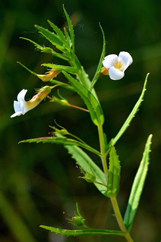 graciola lekárska Gratiola officinalis L.