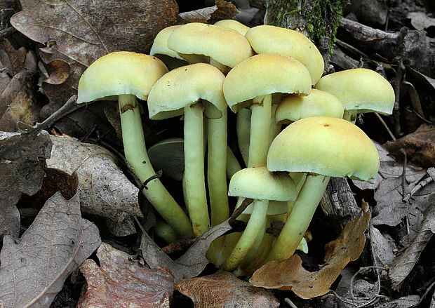 strapcovka zväzkovitá Hypholoma fasciculare (Huds.) P. Kumm.