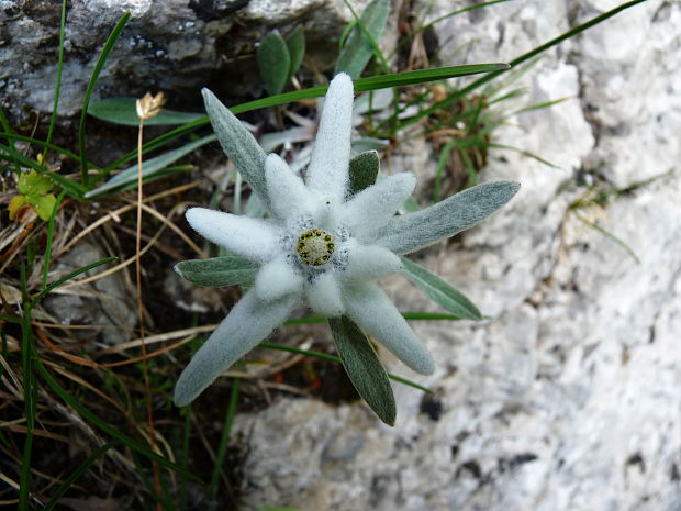 plesnivec alpínsky Leontopodium alpinum Cass.