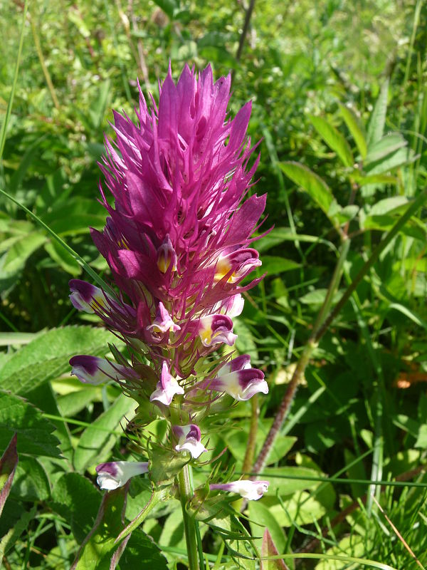 čermeľ roľný Melampyrum arvense L.