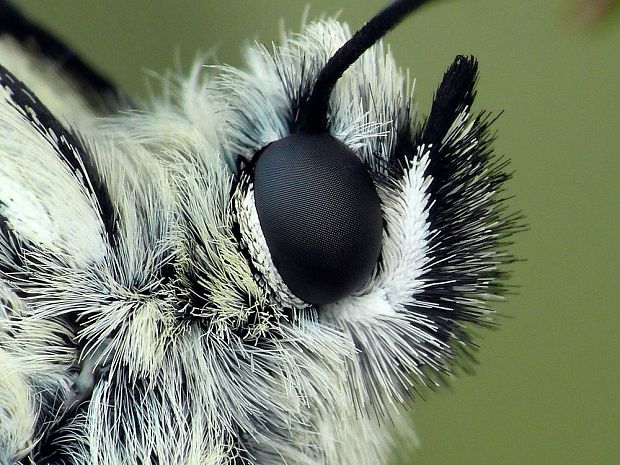 očkáň timotejkový (sk) / okáč bojínkový (cz) Melanargia galathea Linnaeus, 1758