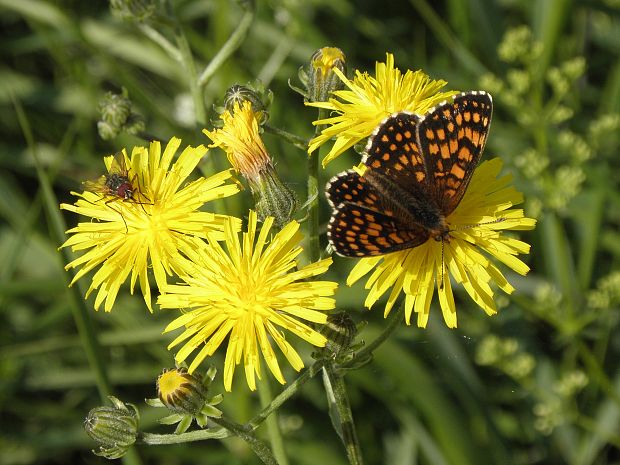 hnedačik Melitaea athalia