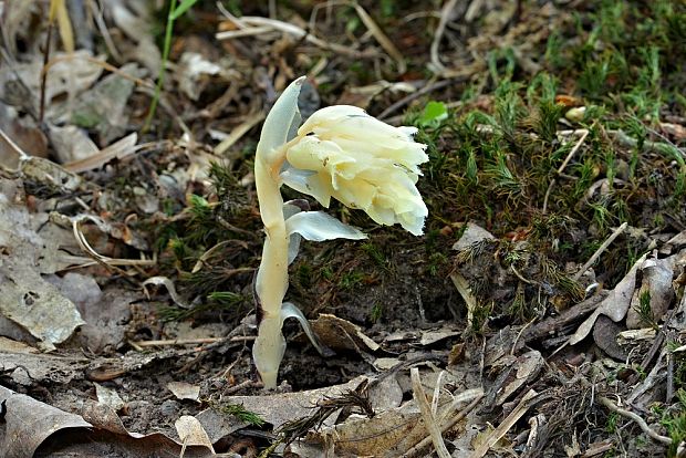 hniliak smrekový Monotropa hypopitys L.