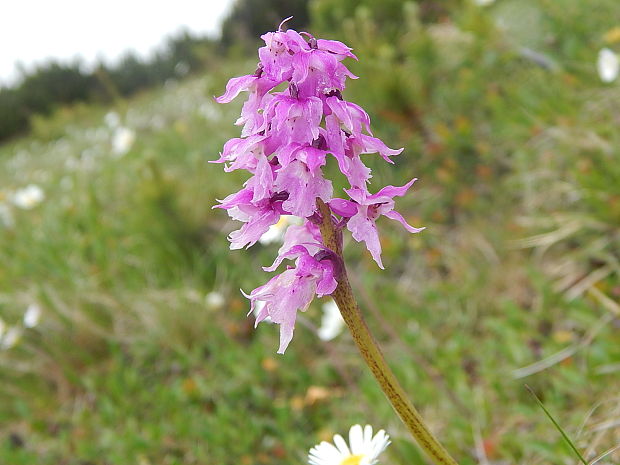 vstavač mužský poznačený Orchis mascula subsp. signifera (Vest) Soó