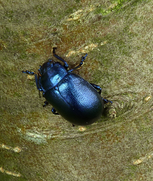 mandelinka tmavomodrá Oreina caerulea