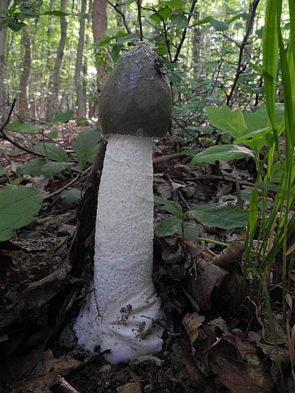 hadovka smradľavá Phallus impudicus L.