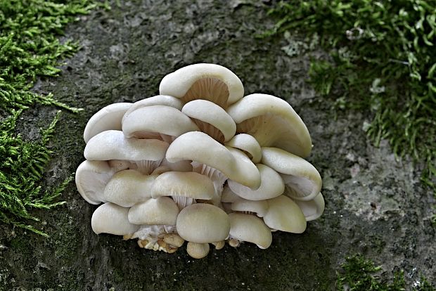 hliva buková Pleurotus pulmonarius (Fr.) Quél.