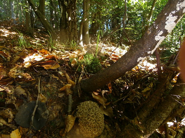 trúdnik klobúčkatý Polyporus umbellatus (Pers.) Fr.