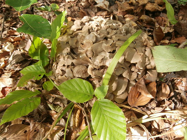 trúdnik klobúčkatý Polyporus umbellatus (Pers.) Fr.