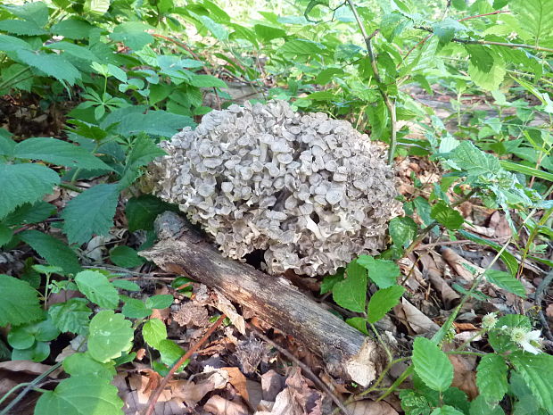 trúdnik klobúčkatý Polyporus umbellatus (Pers.) Fr.