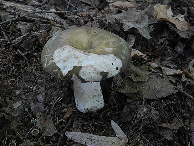 plávka buková Russula heterophylla (Fr.) Fr.