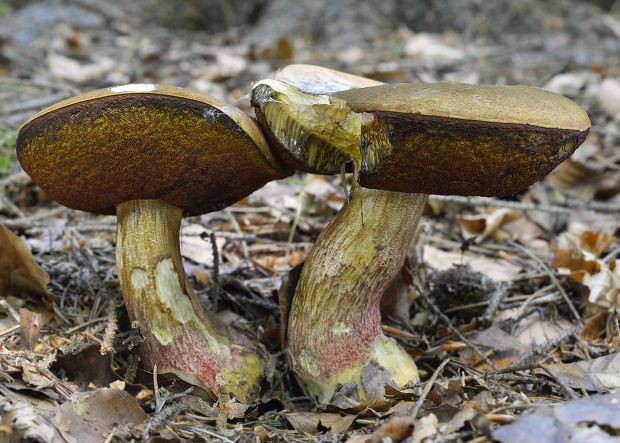 hríb zrnitohlúbikový Sutorius luridiformis (Rostk.) G. Wu & Zhu L. Yang