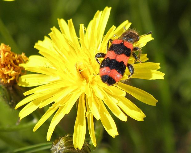 pestroš Trichodes apiarius