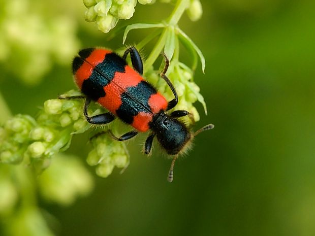 pestroš včelí Trichodes apiarius