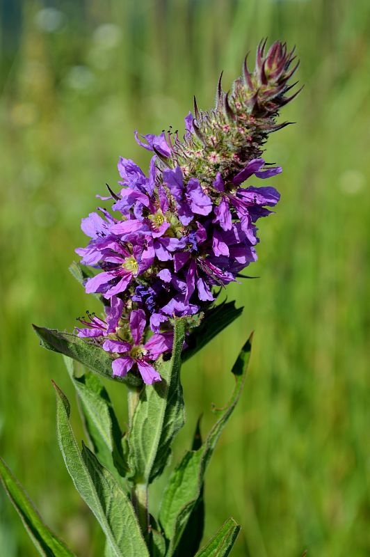 vrbica vŕbolistá   Lythrum salicaria