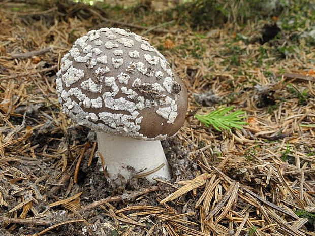 muchotrávka hrubá Amanita excelsa (Fr.) Bertill.