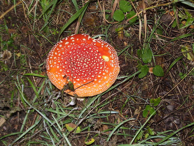 muchotrávka červená Amanita muscaria (L.) Lam.