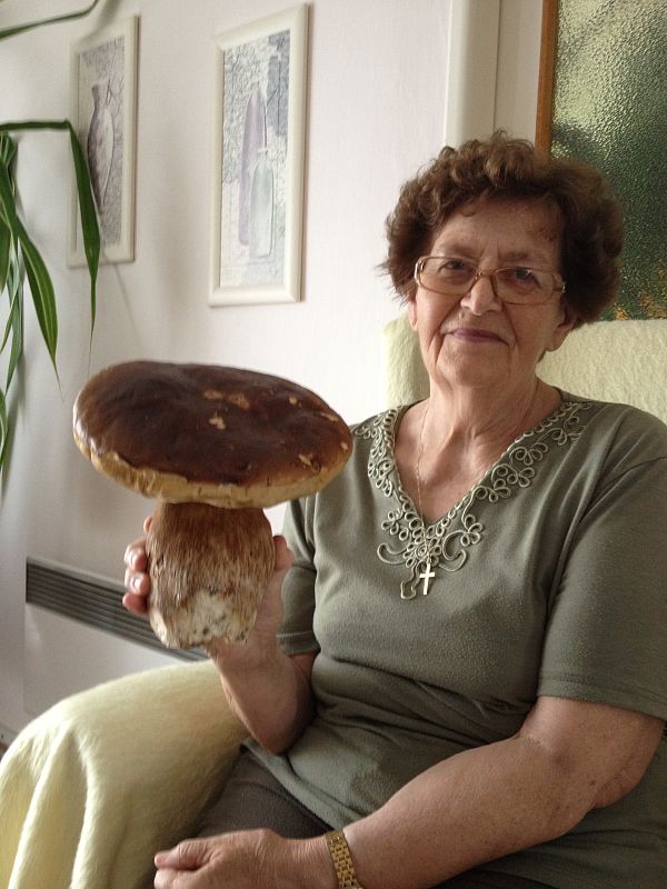 hríb smrekový Boletus edulis Bull.