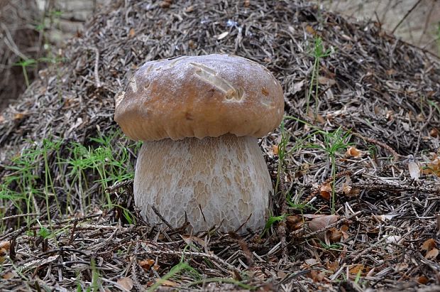 hríb smrekový Boletus edulis Bull.