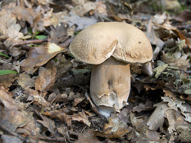 hríb dubový Boletus reticulatus Schaeff.