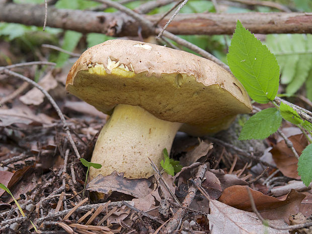 hríb horský Butyriboletus subappendiculatus (Dermek, Lazebn. & J. Veselský) D. Arora & J.L. Frank