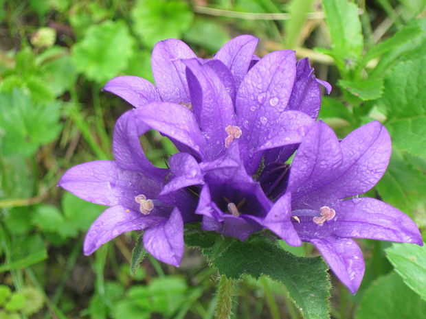 zvonček klbkatý Campanula glomerata agg. L.