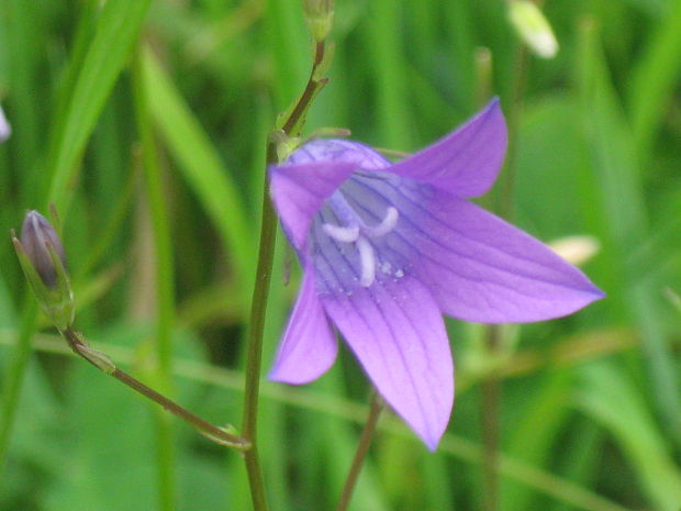 zvonček konáristý Campanula patula L.