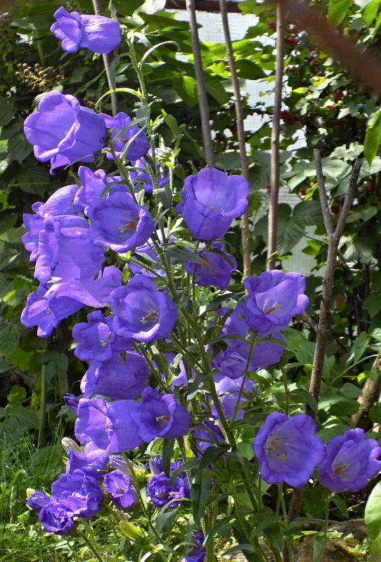 zvonček Campanula sp.