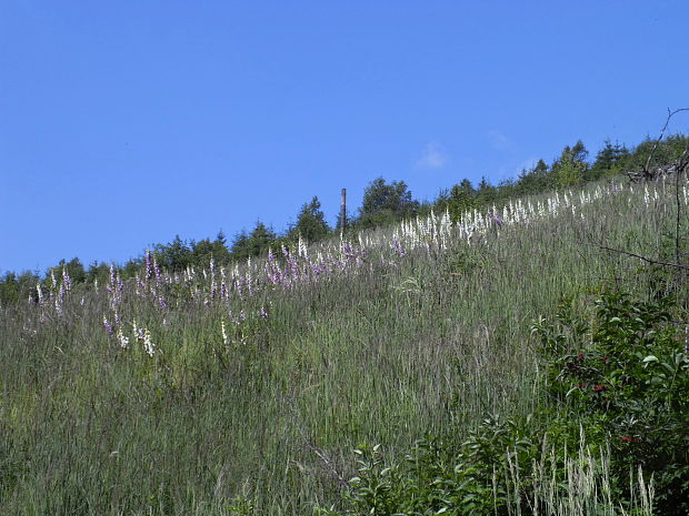 náprstník veľkokvetý Digitalis grandiflora Mill.