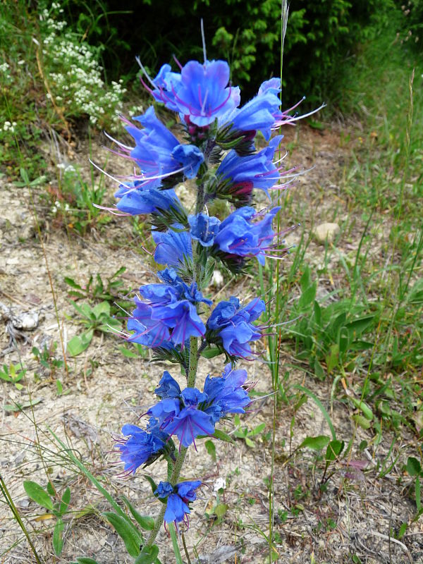 hadinec obyčajný Echium vulgare L.