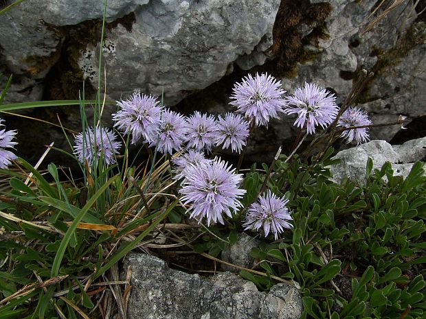 guľôčka srdcovitolistá Globularia cordifolia L.