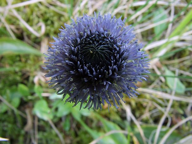 guľôčka bodkovaná Globularia punctata Lapeyr.