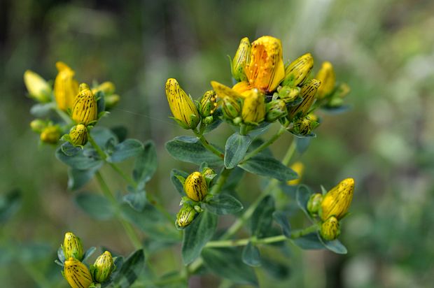 ľubovník bodkovaný  Hypericum perforatum L.