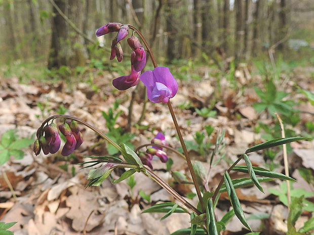 hrachor jarný Lathyrus vernus (L.) Bernh.