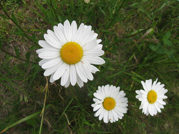 margaréta biela Leucanthemum vulgare Lam.