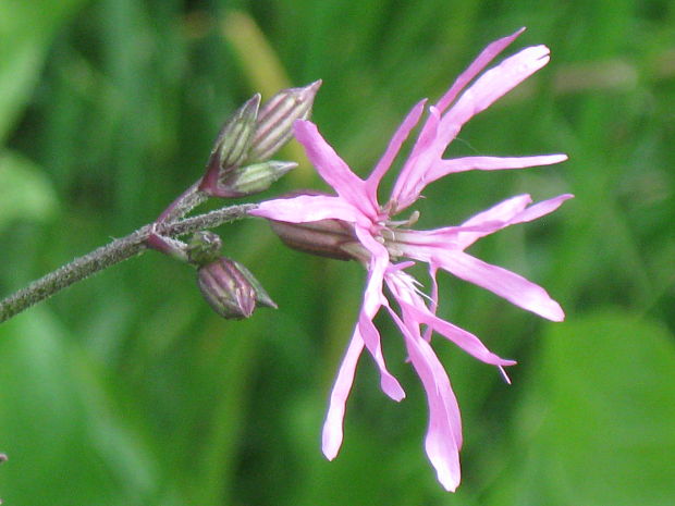 kukučka lúčna Lychnis flos-cuculi L.