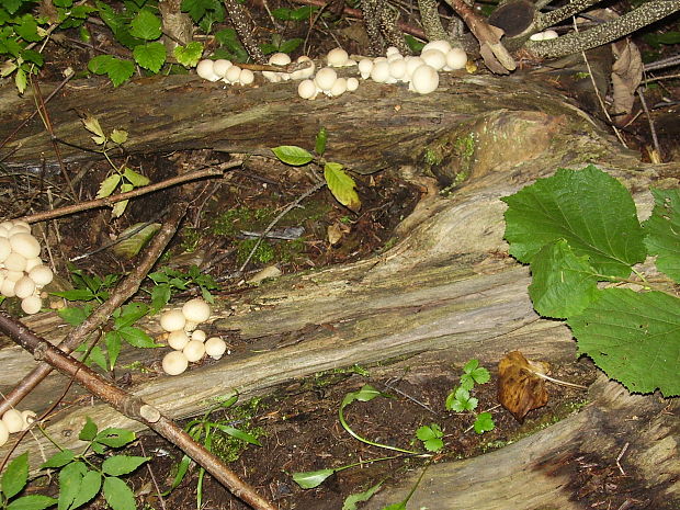 prášnica Lycoperdon sp.