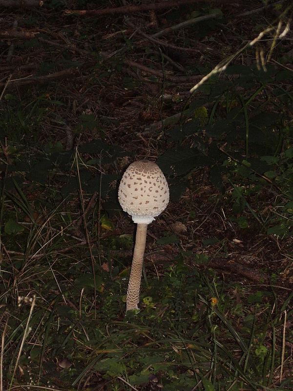 bedľa Macrolepiota sp.