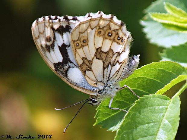 očkáň timotejkový Melanargia galathea