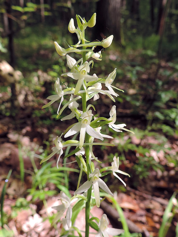 vemenník dvojlistý Platanthera bifolia (L.) Rich.