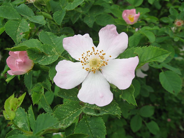 ruža šípová Rosa canina L.