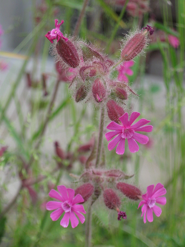 silenka červená Silene dioica (L.) Clairv.