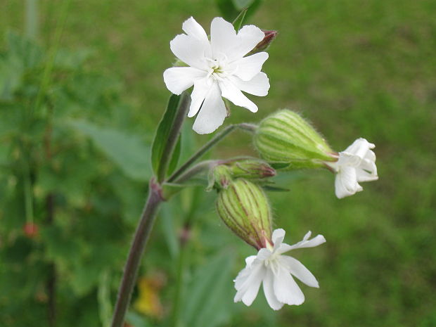 silenka biela pravá Silene latifolia subsp. alba (Mill.) Greuter et Burdet