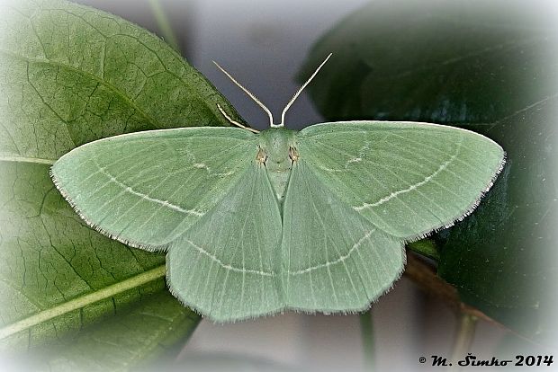 piadivka vresovisková   Chlorissa viridata Linnaeus, 1758