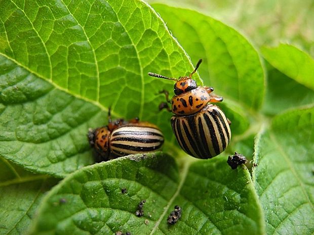 pásavka zemiaková  Leptinotarsa decemlineata