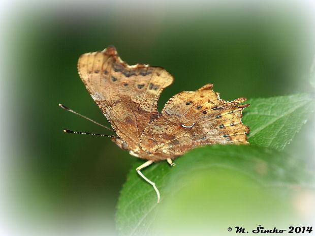 babôčka zubatokrídla  Polygonia c-album